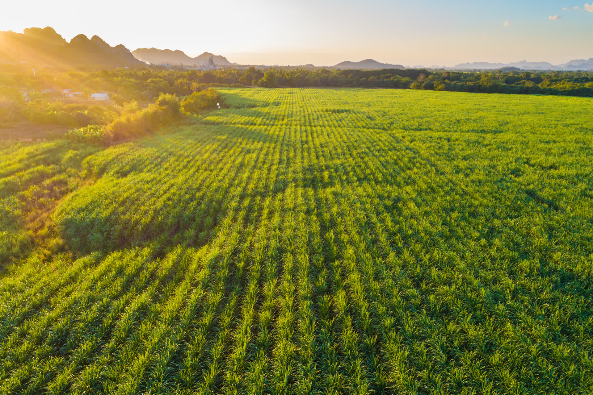 Vista aérea de un cultivo de caña de azúcar con hileras y montañas al fondo