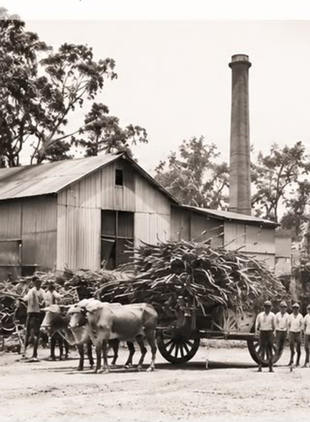 Carreta de bueyes cargada de caña frente al molino artesanal de Ingenio La Cabaña, años 1920