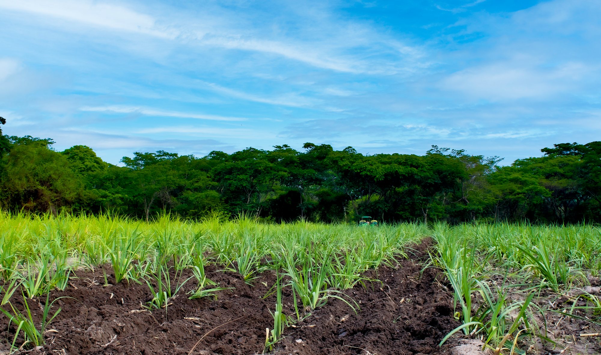Cañaveral con maquinaria agrícola a la distancia, El Paisnal