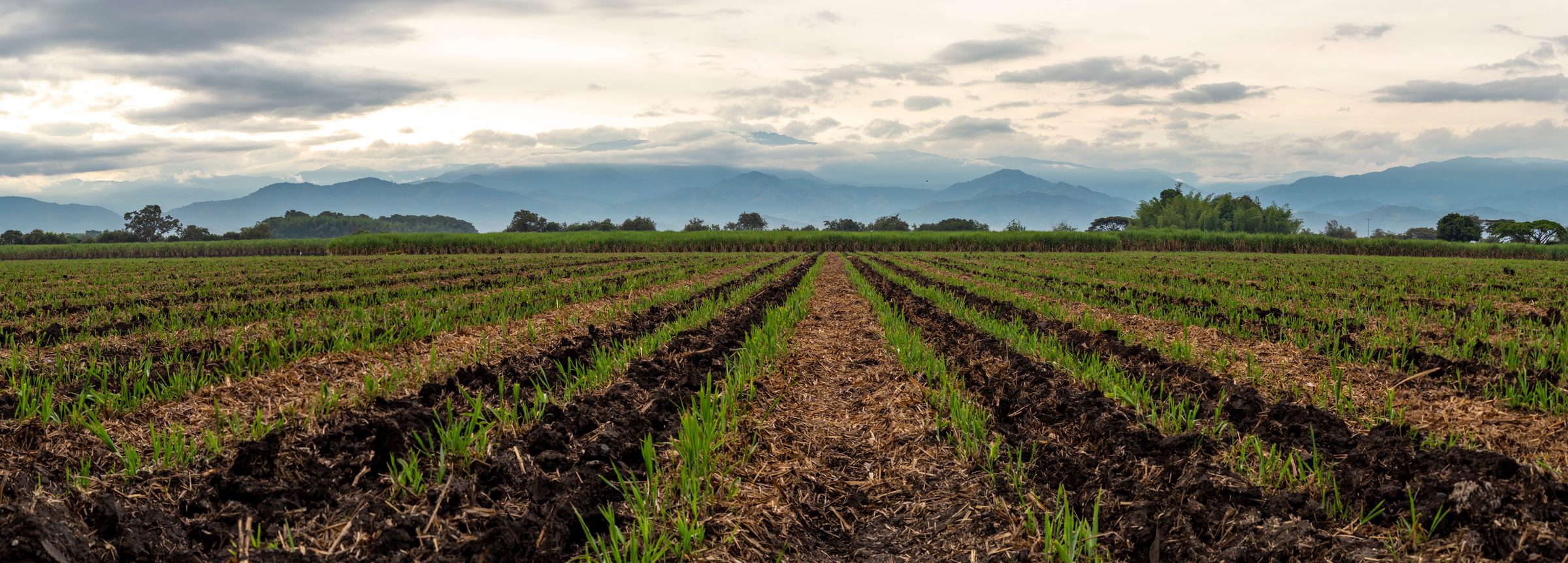 Surcos de siembra de caña de azúcar con cordillera al fondo